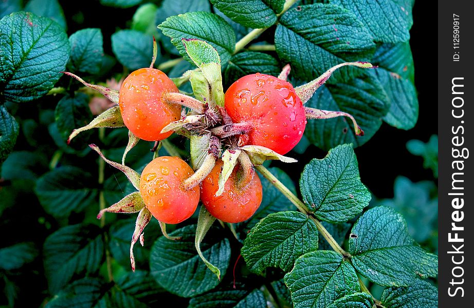 Rose Hip, Plant, Fruit, Berry