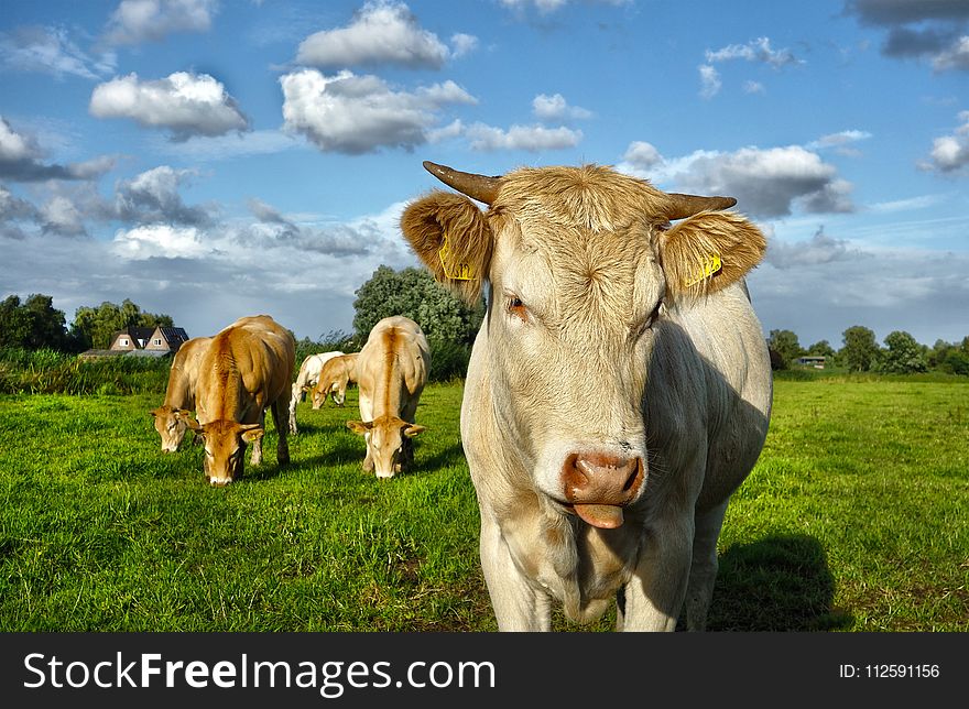 Cattle Like Mammal, Grassland, Pasture, Grazing