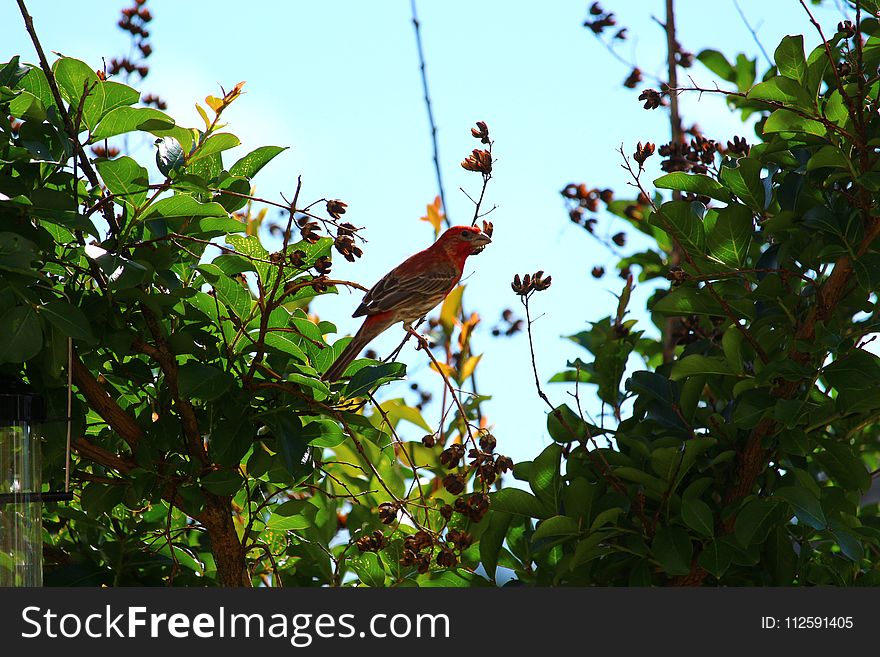 Bird, Fauna, Leaf, Flora