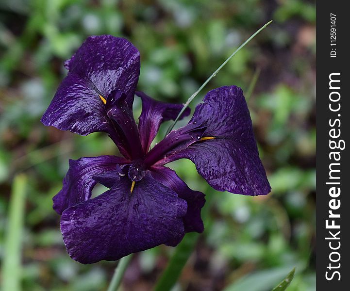 Flower, Plant, Purple, Flora