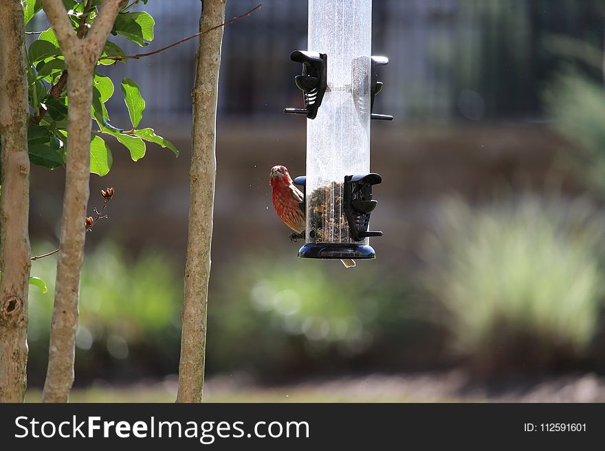 Bird Feeder, Fauna, Bird, Branch