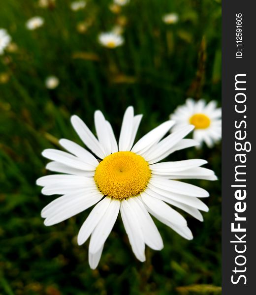 Flower, Oxeye Daisy, Chamaemelum Nobile, Flora