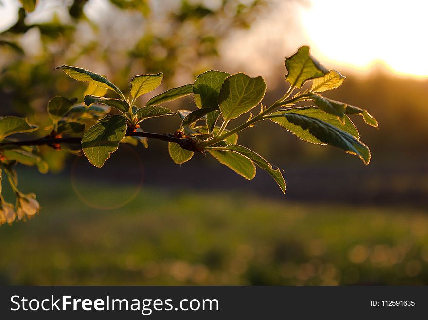 Leaf, Branch, Vegetation, Sunlight