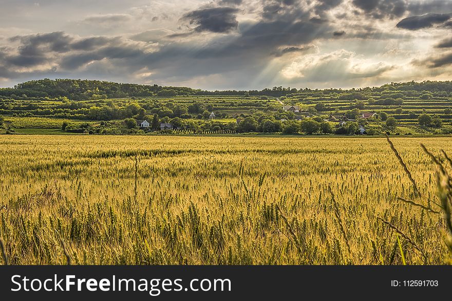 Grassland, Sky, Field, Prairie