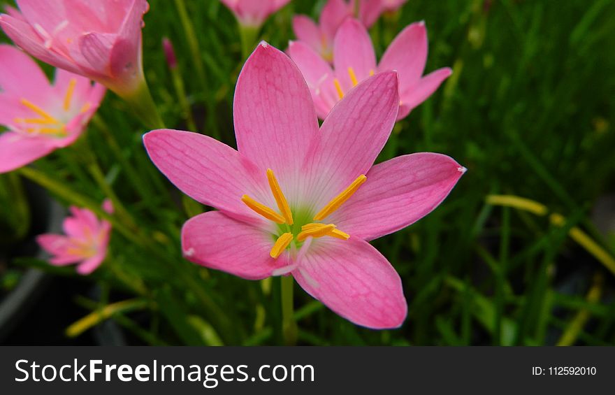 Flower, Flora, Pink, Plant