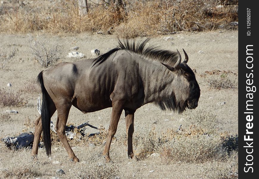 Wildebeest, Wildlife, Terrestrial Animal, Fauna