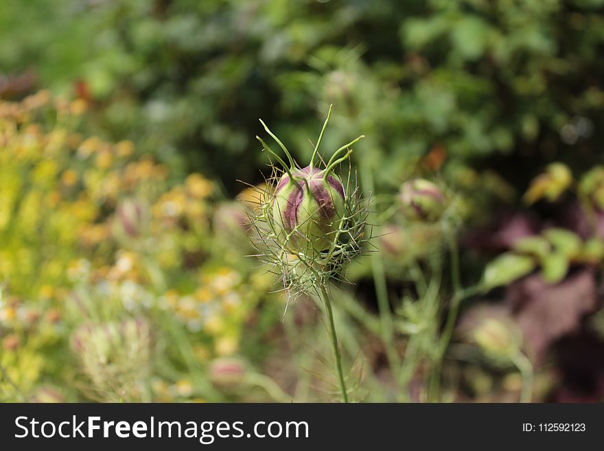 Plant, Flora, Vegetation, Flower