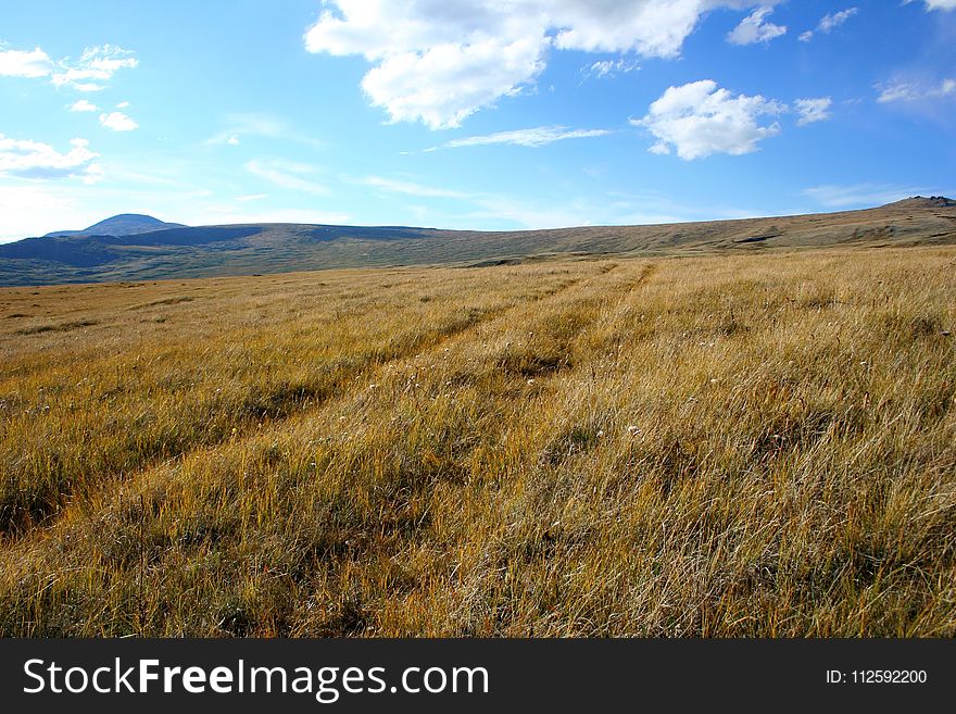 Grassland, Ecosystem, Prairie, Steppe