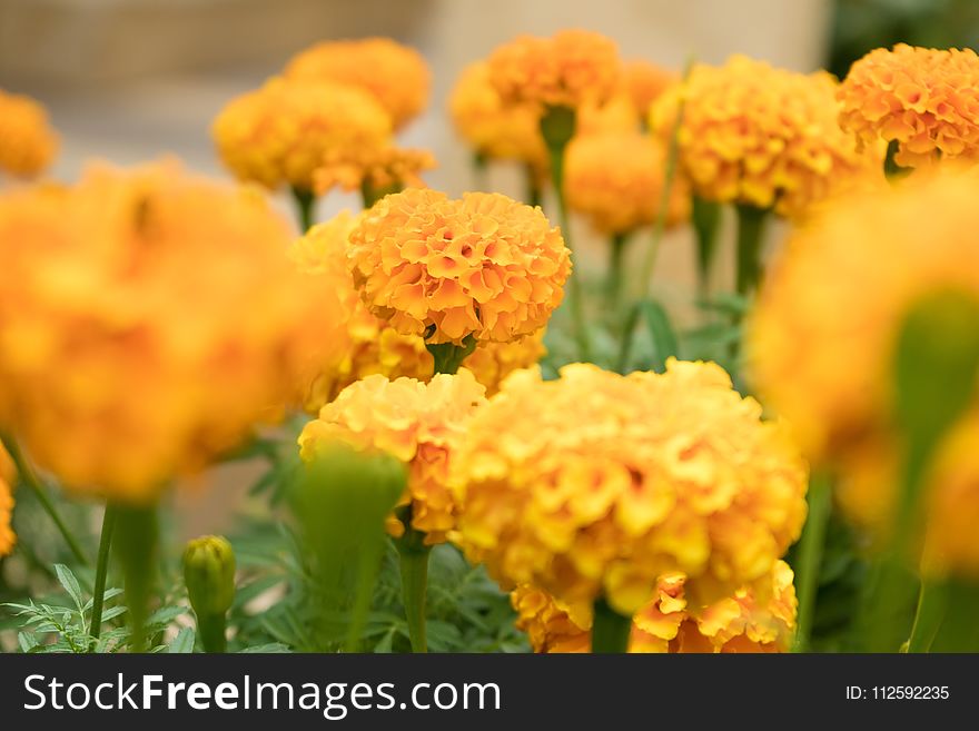 Yellow, Flower, Spring, Annual Plant