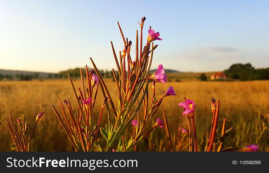 Ecosystem, Prairie, Field, Grassland