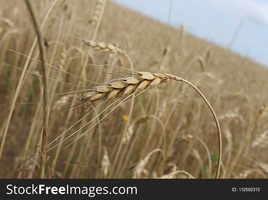 Food Grain, Wheat, Rye, Grass Family