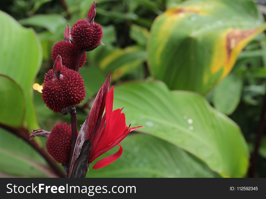 Plant, Flower, Flora, Vegetation