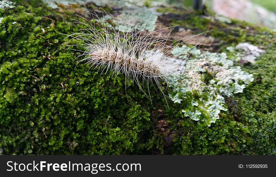 Plant, Vegetation, Flora, Moss