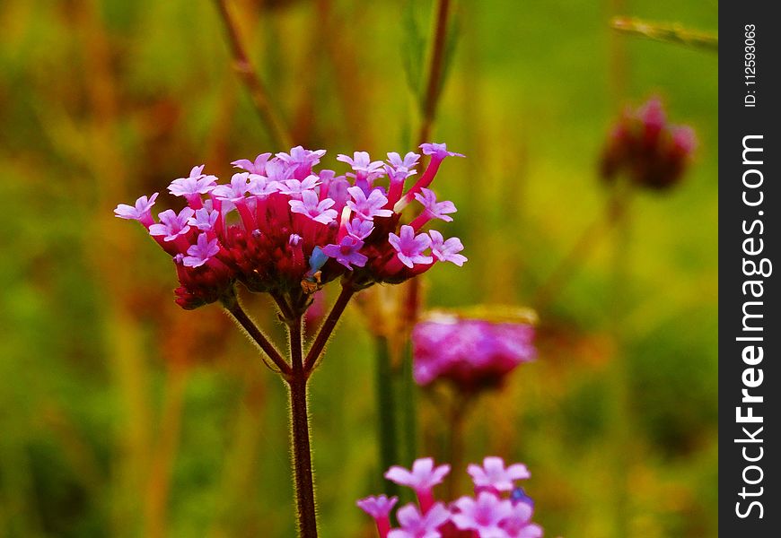 Flower, Flora, Plant, Pink