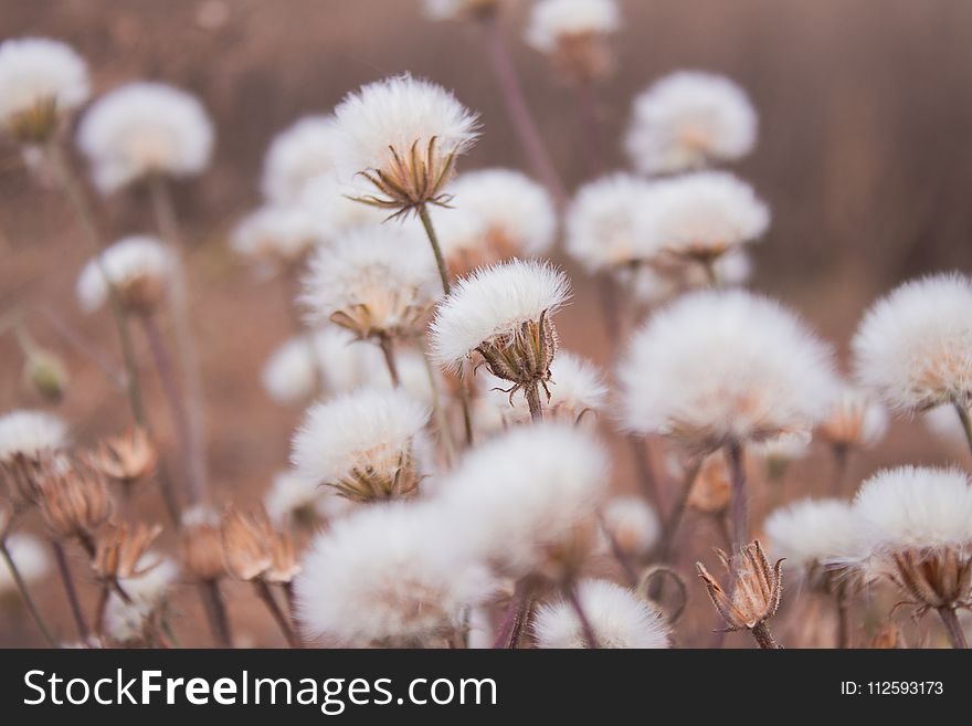 Flower, Spring, Flora, Winter