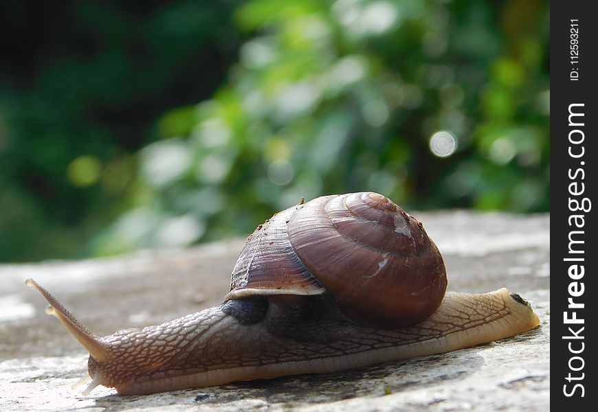 Snails And Slugs, Snail, Molluscs, Slug