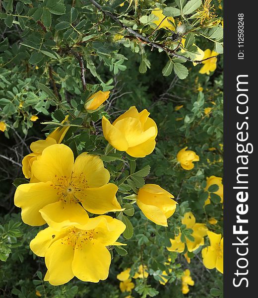 Flower, Yellow, Flora, Plant