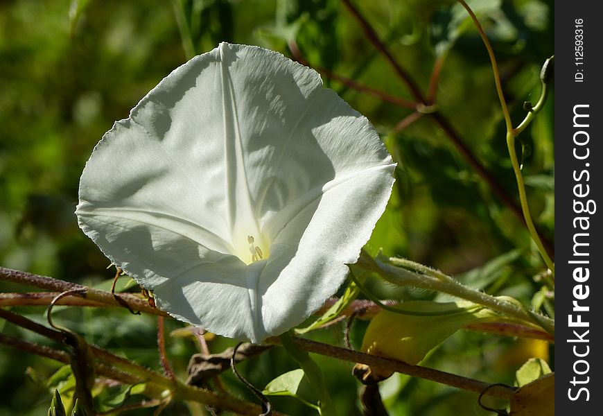 Plant, Flora, Leaf, Flower