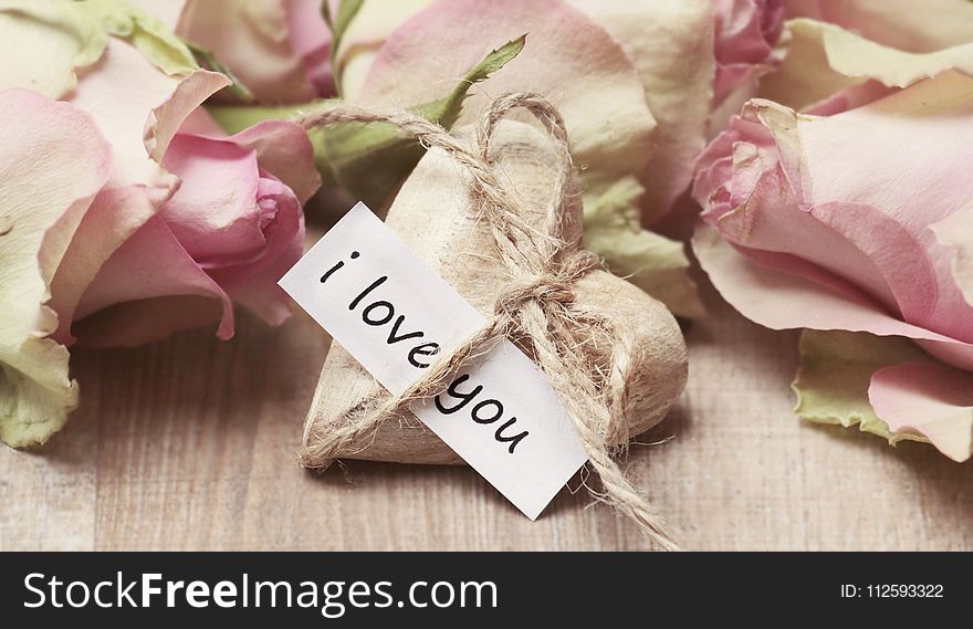 Pink, Flower, Petal, Wedding Favors