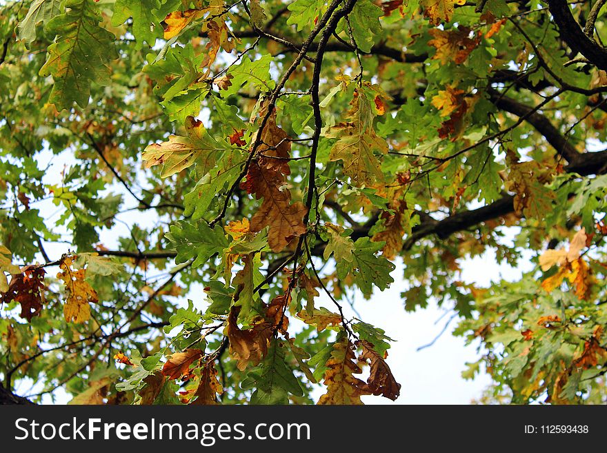 Tree, Branch, Leaf, Autumn
