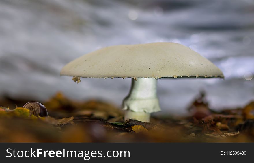 Mushroom, Fungus, Oyster Mushroom, Edible Mushroom