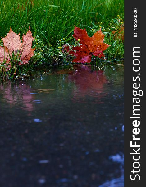 Water, Flower, Leaf, Reflection