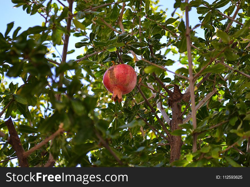 Plant, Vegetation, Pomegranate, Fruit Tree