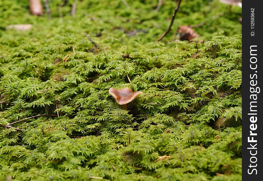 Vegetation, Plant, Non Vascular Land Plant, Moss