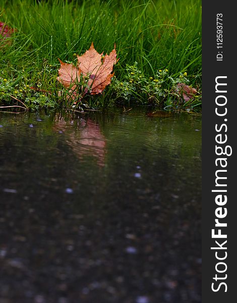 Water, Reflection, Leaf, Vegetation
