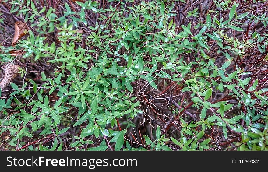 Plant, Grass, Flora, Herb