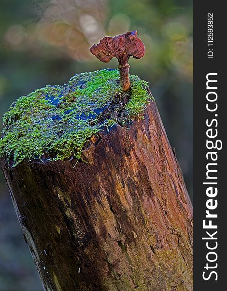 Leaf, Tree, Rock, Trunk