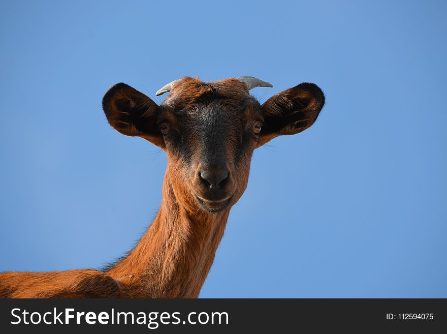 Fauna, Wildlife, Cattle Like Mammal, Horn