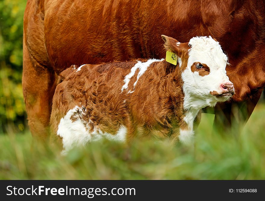 Cattle Like Mammal, Dairy Cow, Fauna, Grass
