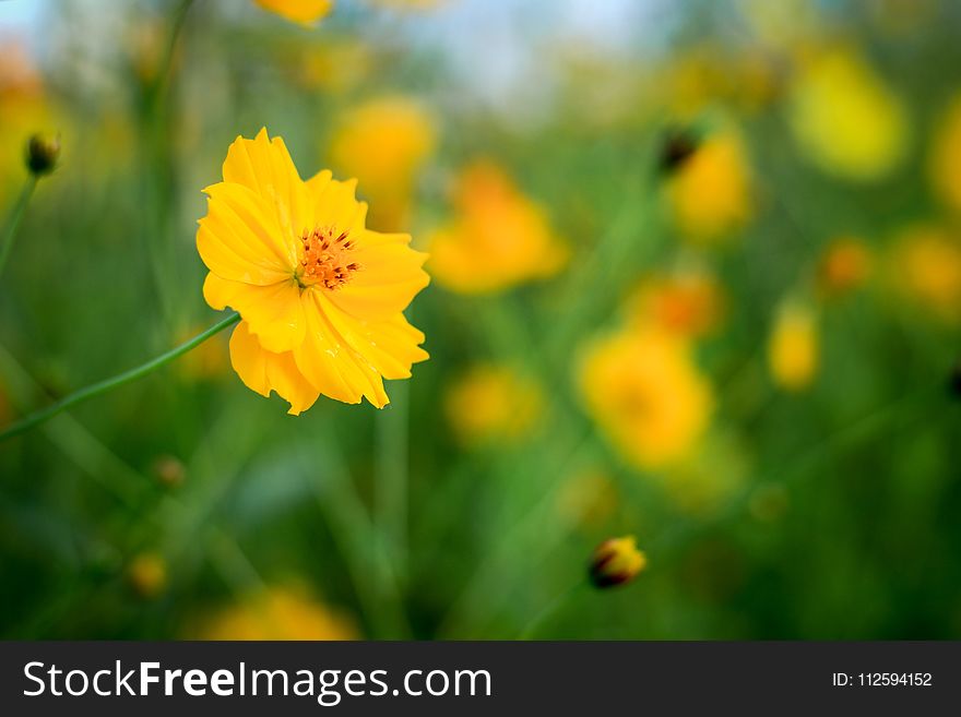 Flower, Yellow, Wildflower, Vegetation
