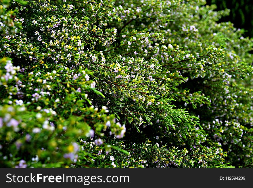 Plant, Vegetation, Flora, Leaf