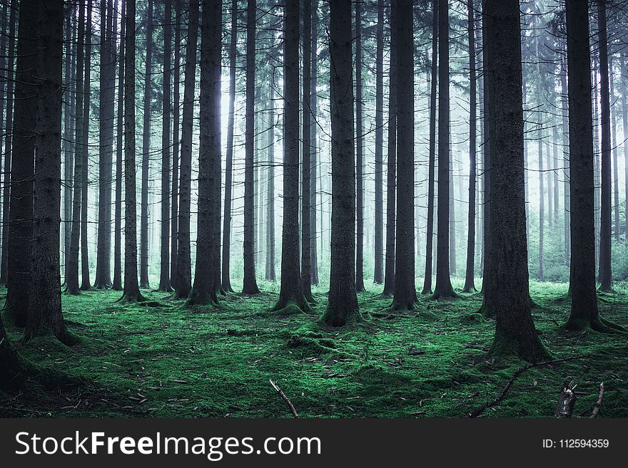 Forest, Spruce Fir Forest, Ecosystem, Woodland