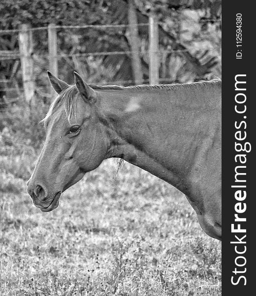 Horse, Black And White, Mane, Wildlife