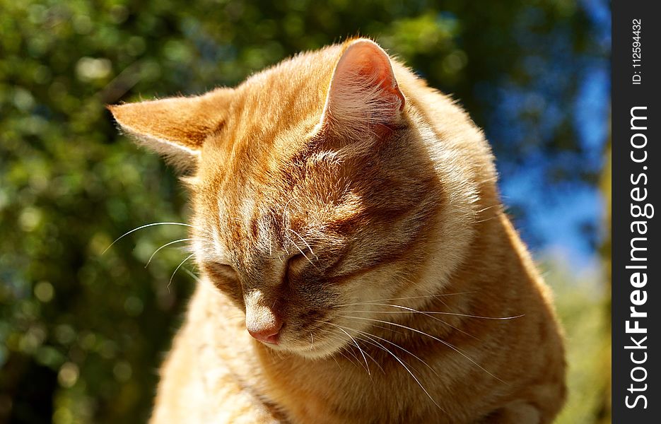 Cat, Whiskers, Fauna, Small To Medium Sized Cats