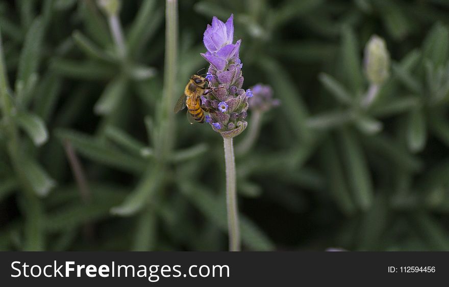 English Lavender, French Lavender, Flora, Flower