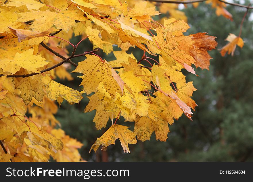 Leaf, Autumn, Yellow, Maple Leaf