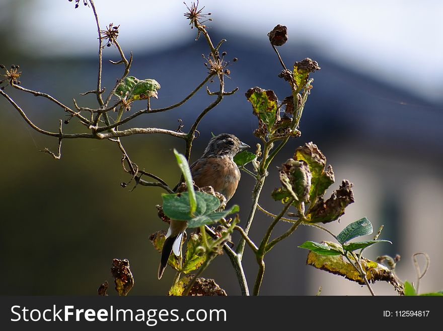 Branch, Flora, Plant, Leaf