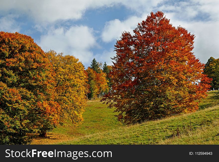 Nature, Autumn, Temperate Broadleaf And Mixed Forest, Ecosystem