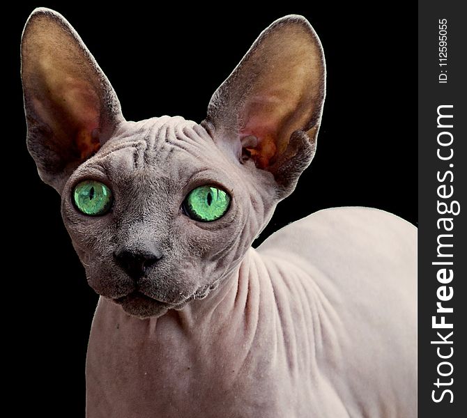 Cat, Hairless Cat, Sphynx, Donskoy