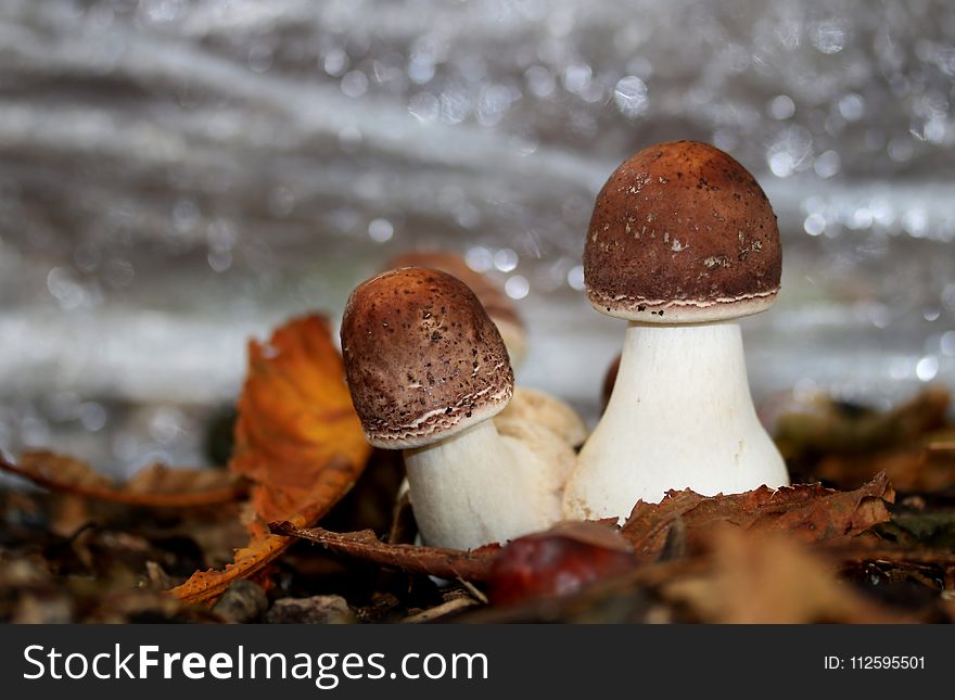 Mushroom, Fungus, Penny Bun, Edible Mushroom