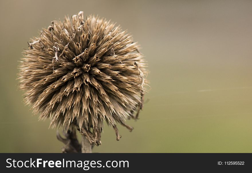Close Up, Stock Photography, Thistle