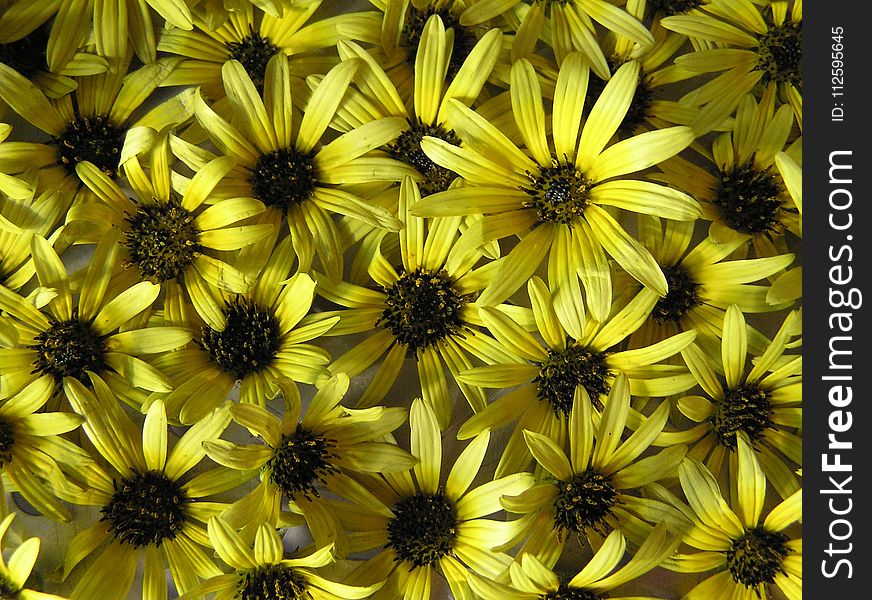 Flower, Yellow, Flora, Sunflower