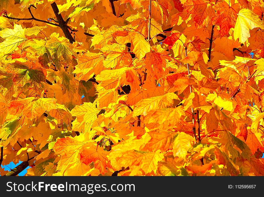 Yellow, Autumn, Leaf, Maple Leaf