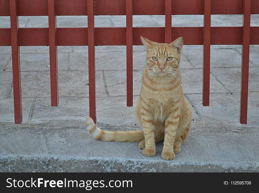 Cat, Small To Medium Sized Cats, Fauna, Whiskers