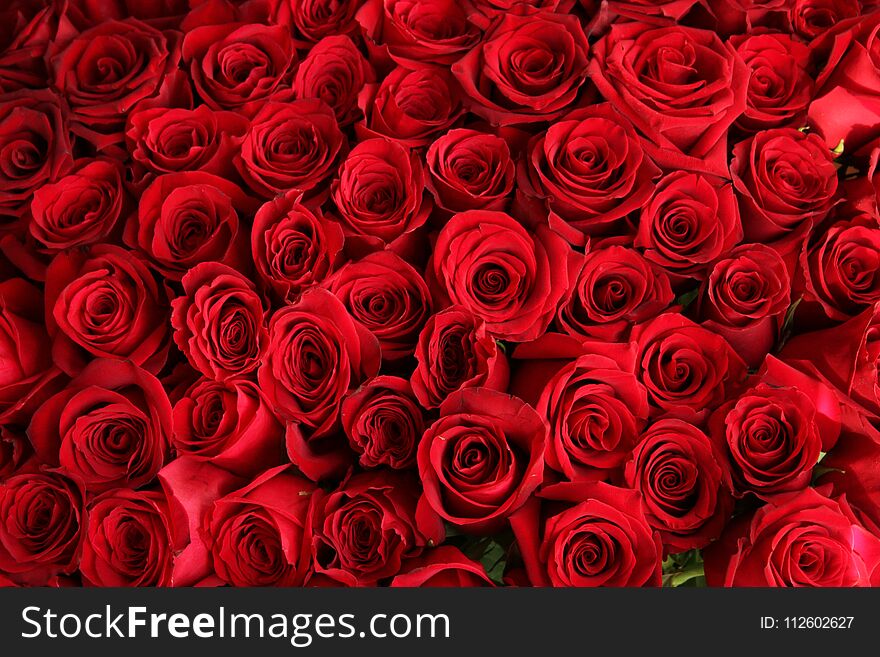 Close-up of a bouquet of red roses