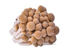 Fresh Brown Shimeji Mushroom, Beech Mushrooms Or Edible Mushroom Royalty Free Stock Images
